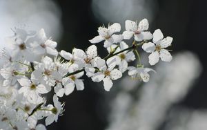 Preview wallpaper flowers, cherry, petals, branch, spring