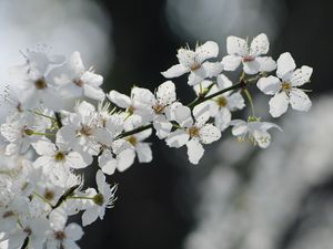 Preview wallpaper flowers, cherry, petals, branch, spring