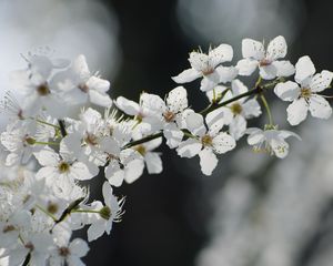Preview wallpaper flowers, cherry, petals, branch, spring