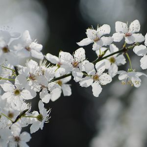 Preview wallpaper flowers, cherry, petals, branch, spring