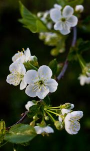 Preview wallpaper flowers, cherry, petals, white, spring