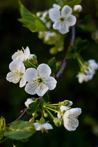 Preview wallpaper flowers, cherry, petals, white, spring