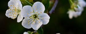 Preview wallpaper flowers, cherry, petals, white, spring