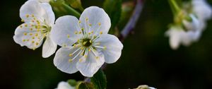 Preview wallpaper flowers, cherry, petals, white, spring