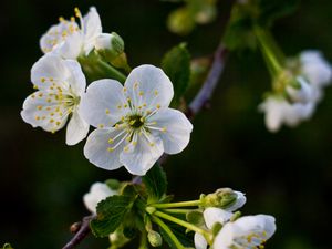 Preview wallpaper flowers, cherry, petals, white, spring