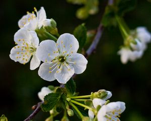 Preview wallpaper flowers, cherry, petals, white, spring