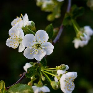 Preview wallpaper flowers, cherry, petals, white, spring