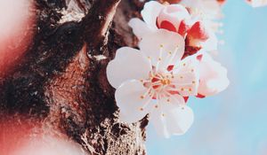 Preview wallpaper flowers, cherry, tree, blossom, spring