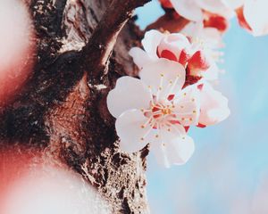 Preview wallpaper flowers, cherry, tree, blossom, spring