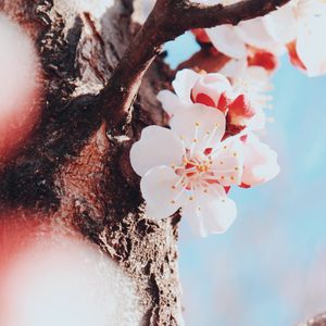 Preview wallpaper flowers, cherry, tree, blossom, spring