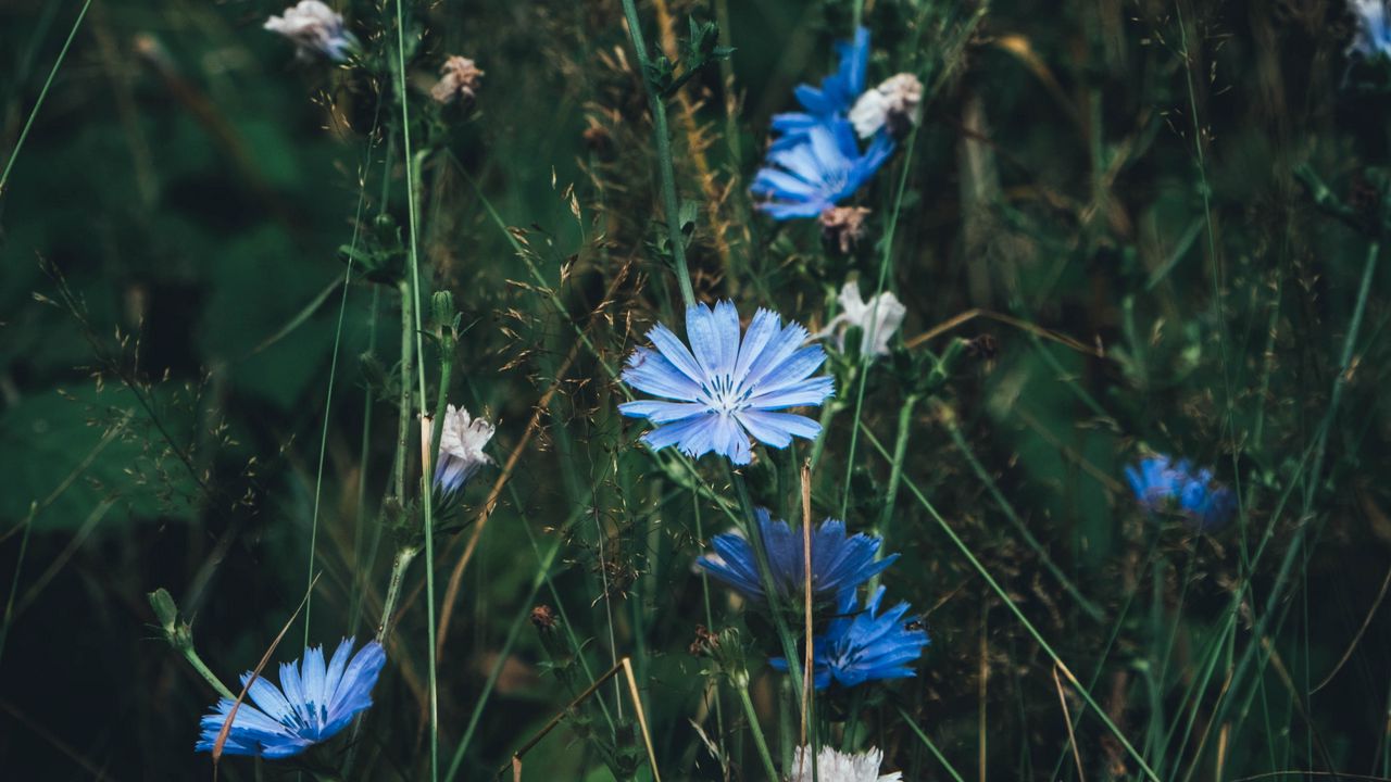 Wallpaper flowers, chicory, grass, bloom