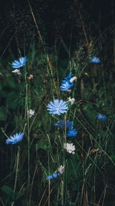 Preview wallpaper flowers, chicory, grass, bloom