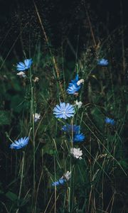 Preview wallpaper flowers, chicory, grass, bloom