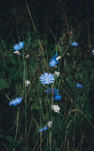 Preview wallpaper flowers, chicory, grass, bloom