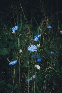 Preview wallpaper flowers, chicory, grass, bloom