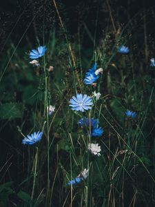 Preview wallpaper flowers, chicory, grass, bloom