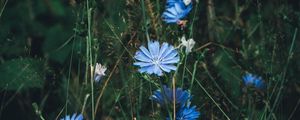 Preview wallpaper flowers, chicory, grass, bloom