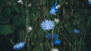 Preview wallpaper flowers, chicory, grass, bloom