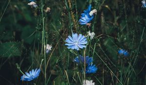 Preview wallpaper flowers, chicory, grass, bloom