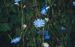 Preview wallpaper flowers, chicory, grass, bloom