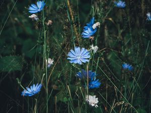 Preview wallpaper flowers, chicory, grass, bloom