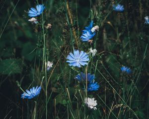 Preview wallpaper flowers, chicory, grass, bloom