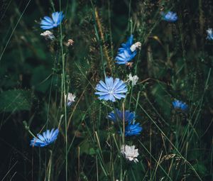 Preview wallpaper flowers, chicory, grass, bloom