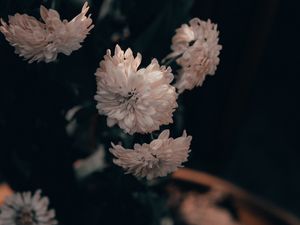 Preview wallpaper flowers, chrysanthemums, pink