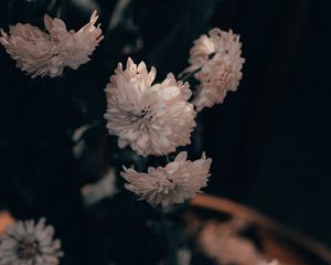 Preview wallpaper flowers, chrysanthemums, pink