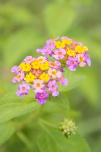 Preview wallpaper flowers, close-up, blurred, green