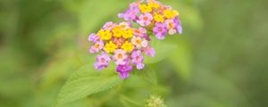 Preview wallpaper flowers, close-up, blurred, green