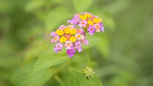 Preview wallpaper flowers, close-up, blurred, green