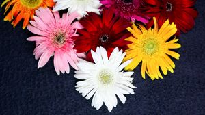 Preview wallpaper flowers, colorful, bloom, plant