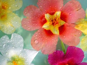 Preview wallpaper flowers, colorful, drops, close-up