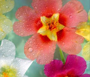 Preview wallpaper flowers, colorful, drops, close-up