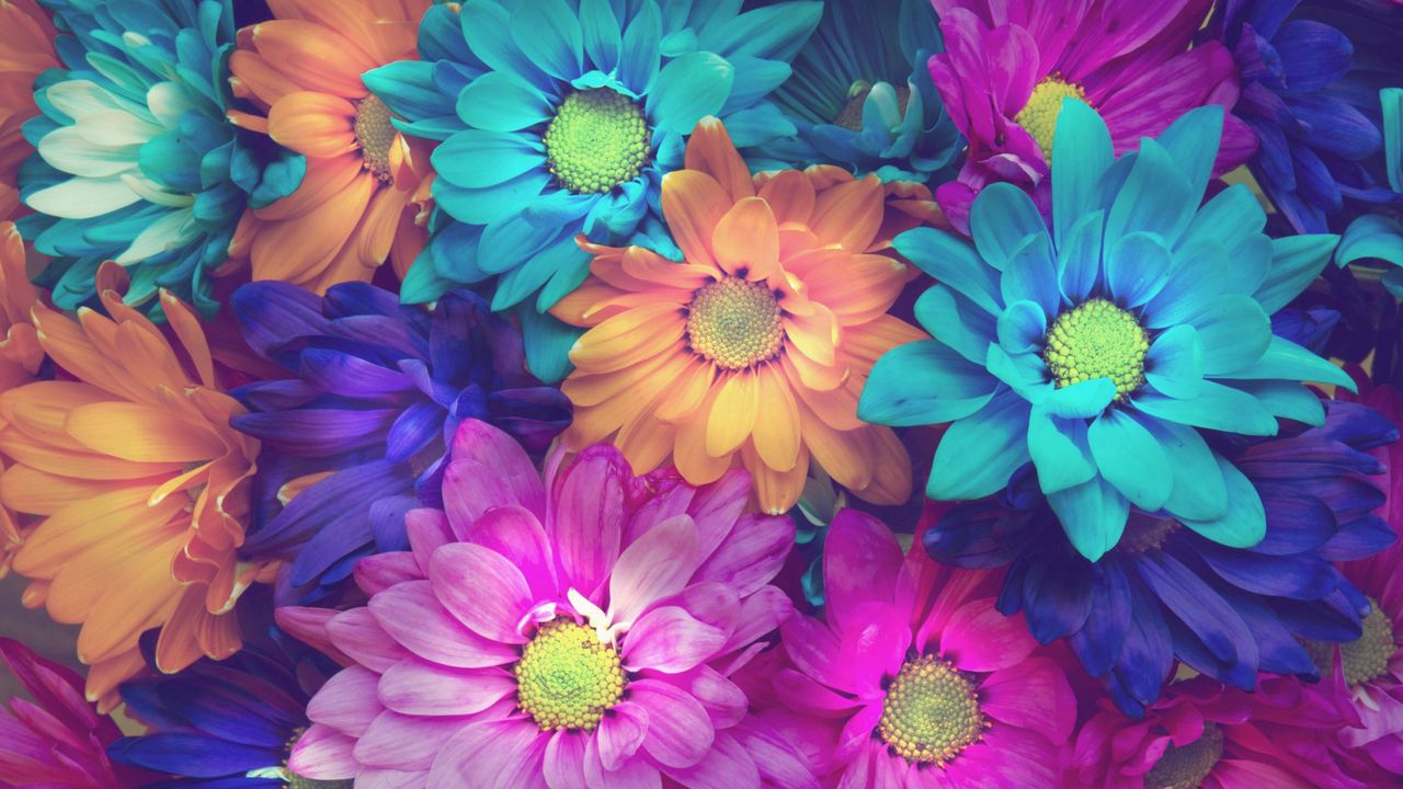 Wallpaper flowers, colorful, petals