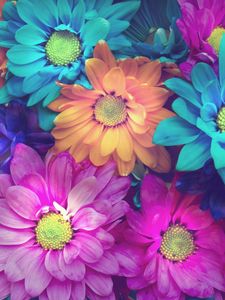 Preview wallpaper flowers, colorful, petals