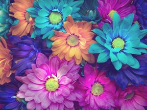 Preview wallpaper flowers, colorful, petals