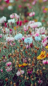 Preview wallpaper flowers, colorful, wild, field, nature