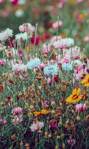 Preview wallpaper flowers, colorful, wild, field, nature