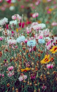 Preview wallpaper flowers, colorful, wild, field, nature