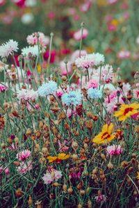 Preview wallpaper flowers, colorful, wild, field, nature