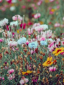 Preview wallpaper flowers, colorful, wild, field, nature