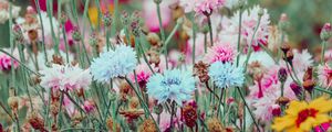 Preview wallpaper flowers, colorful, wild, field, nature