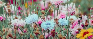 Preview wallpaper flowers, colorful, wild, field, nature