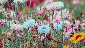 Preview wallpaper flowers, colorful, wild, field, nature