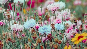 Preview wallpaper flowers, colorful, wild, field, nature