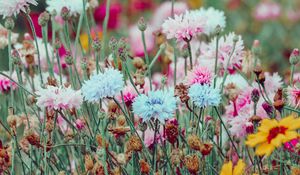 Preview wallpaper flowers, colorful, wild, field, nature