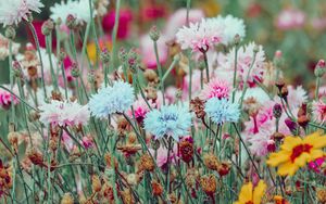 Preview wallpaper flowers, colorful, wild, field, nature