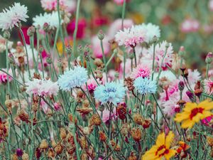 Preview wallpaper flowers, colorful, wild, field, nature